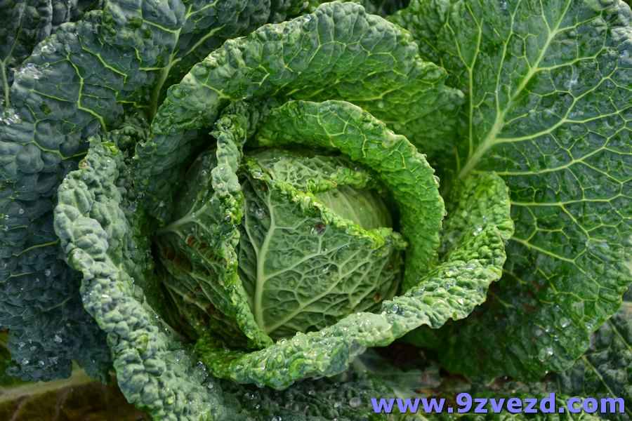 Da. Velikolistna zelenjava je tista, ki te podpira. http://www.herbio.org/?r=1e53ba